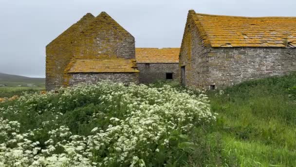 Old Barnes Rousay Orkney Cow Parsley — Stock Video