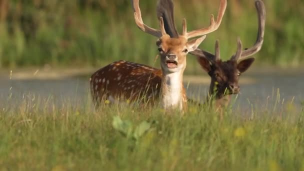 European Fallow Deer Grazing Lush Meadow Slow Motion — Stock video