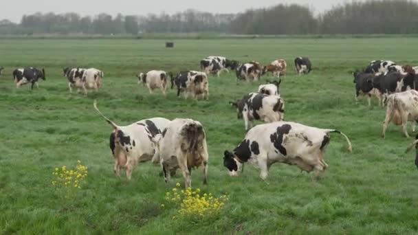 Happy Flock Cows Seeing Green Meadow First Time Long Winter — Stockvideo