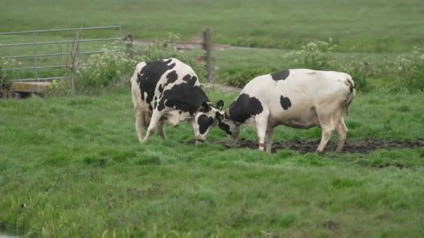 Happy Cows Dancing Fighting While Enjoying Green Meadow Spring — Vídeos de Stock