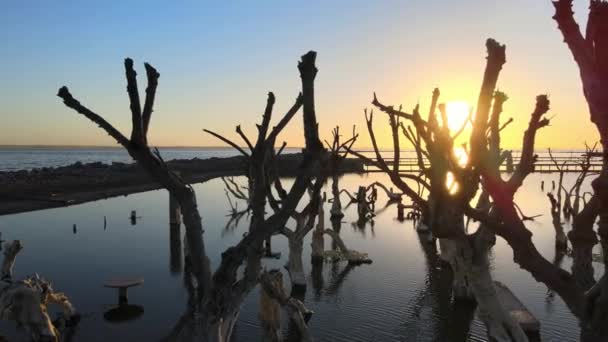 Golden Hour Sunlight Shines Dead Trees Epecuen Flooded Historic Town — Αρχείο Βίντεο