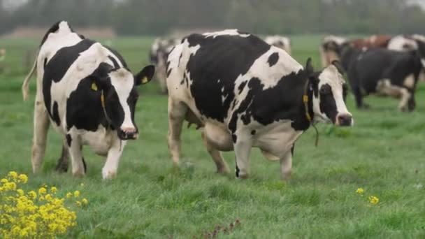 Cows Dancing Because Going Green Meadow First Time Spring — 图库视频影像