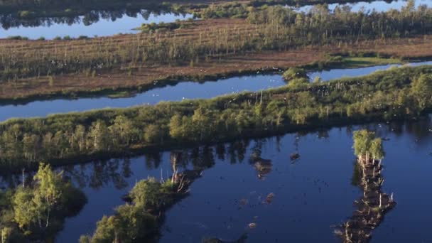 Flock Birds Flying Flooded Marshland Netherlands Aerial Cinematic — Stockvideo