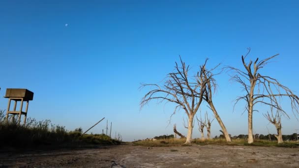 Dead Trees Result Epecuen Historic Flood Town Low Angle Shot — Stockvideo