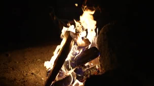 Campfire Dark Night Close Burning Woods Fire Flames — Wideo stockowe