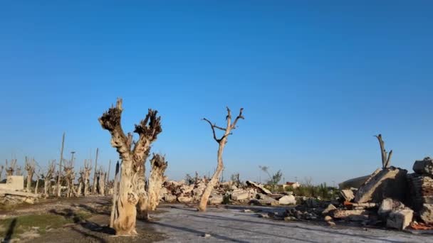 Dead Trees Epecuen Historic Flooded Town Low Angle Tracking Shot — Stok video