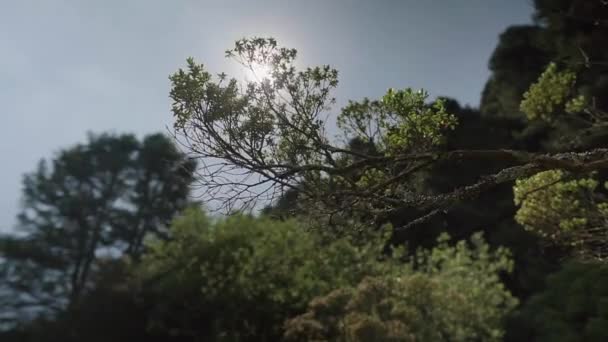 Beautiful Sunlight Green Forest Seen Branches — Stock video