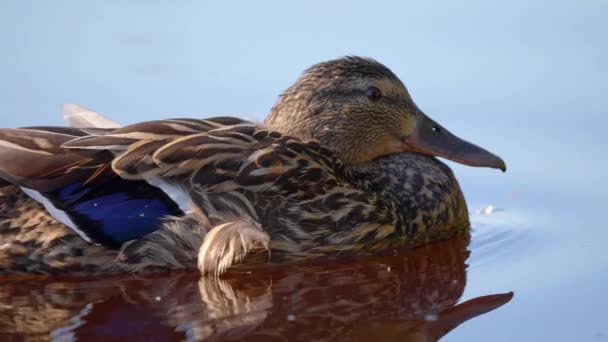 Isolated Lonely Duck Calm Pond Lake Clean Water Sunny Day — Wideo stockowe