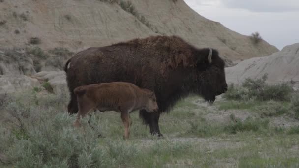 Bison Calf Herd — Stock video