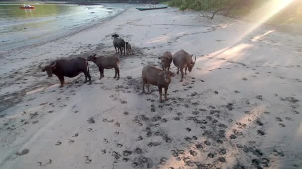 Flores Island Indonesia Komodo National Park Cow Sandy Tropical Beach — Videoclip de stoc