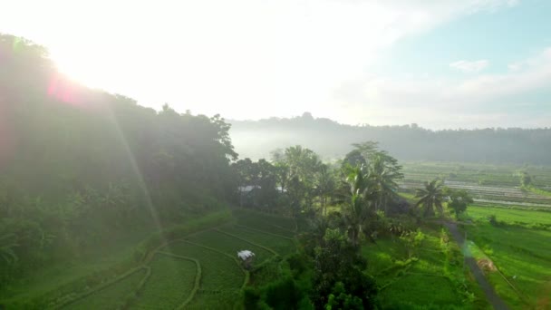 Scenic Bali Island Indonesia Tropical Paradise Aerial View Rice Field — Vídeo de Stock