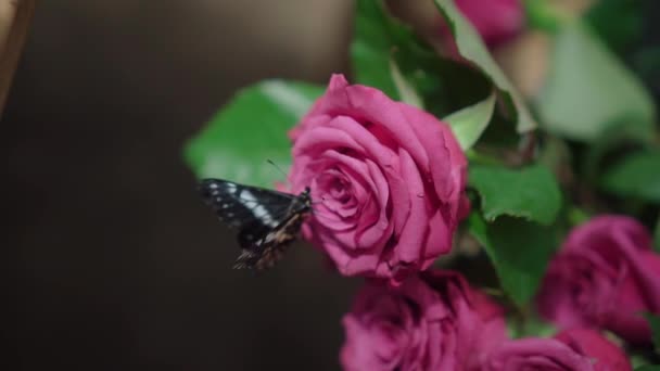 Butterfly Pink Rose — Stockvideo