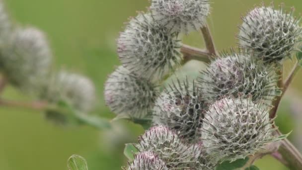 Blooming Medical Plant Burdock Burdock Flowers Sway Wind Thorn Agrimony — Video Stock