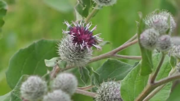 Blooming Medical Plant Burdock Burdock Flowers Sway Wind Thorn Agrimony — Wideo stockowe