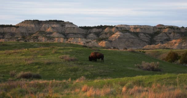 Bison Grazing Sunset North Dakota Badlands — Wideo stockowe