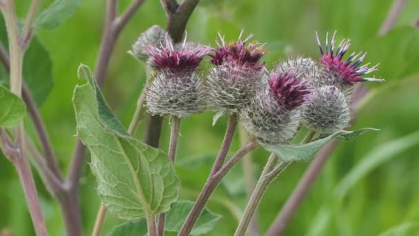 Blooming Medical Plant Burdock Burdock Flowers Sway Wind Thorn Agrimony — Vídeo de Stock