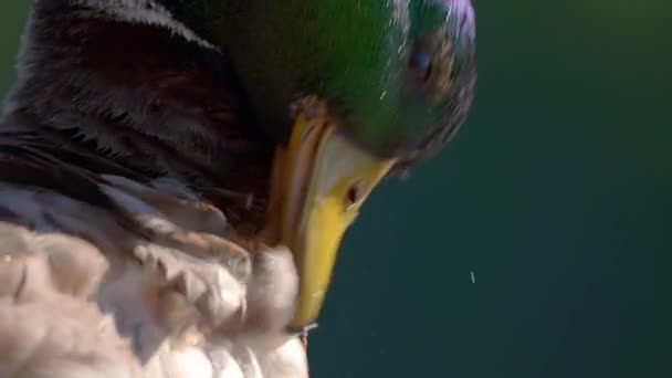 Duck Extreme Close Slow Motion Cleaning Itself Sunny Day Beautiful — Vídeo de Stock