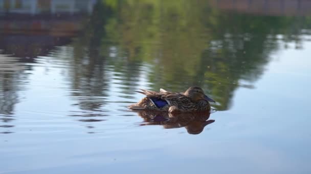 Isolated Duck Swimming Alone Lake Reflection Wilderness Natural Landscape Slow — Stockvideo