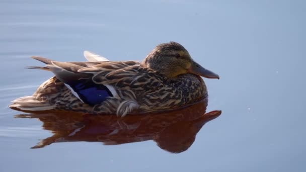 Primo Piano Anatra Laghetto Acqua Pulita — Video Stock