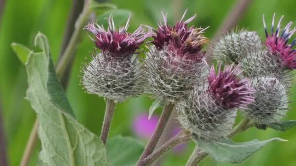 Blooming Medical Plant Burdock Burdock Flowers Sway Wind Thorn Agrimony — Wideo stockowe