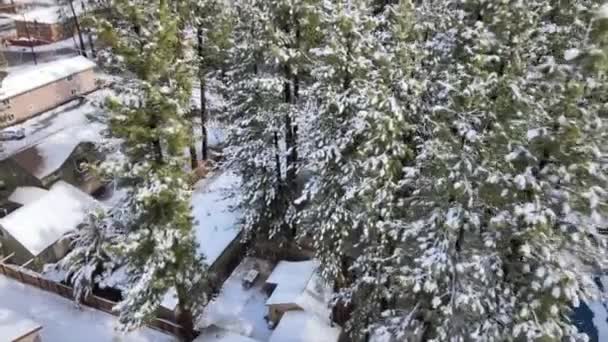 Snow Covered Pine Trees Residential Area Countryside Aerial Tilt — Stockvideo