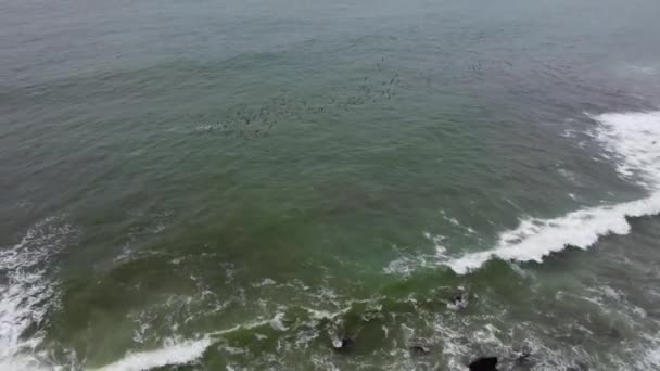 Drone Video Sea Birds Flying Ocean Shore Drone Hovers Camera — стокове відео