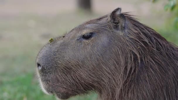 Dicht Schot Van Het Hoofd Van Een Capibara Als Het — Stockvideo