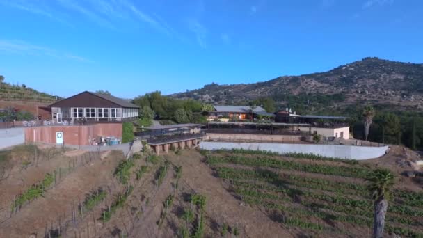 Vacker Vingård Mountainside Med Grape Vineyard Och Restaurang Område Dronie — Stockvideo