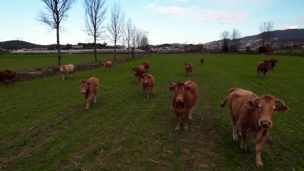 Vaches Dans Champ Vert — Video