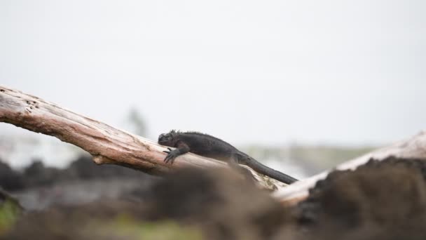 Widok Galapagos Marine Iguana Santa Cruz Relaks Pniu Drzewa Tle — Wideo stockowe