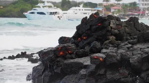 Ocean Waves Breaking Lava Rocks Sally Lightfoot Crabs Inglês Barcos — Vídeo de Stock
