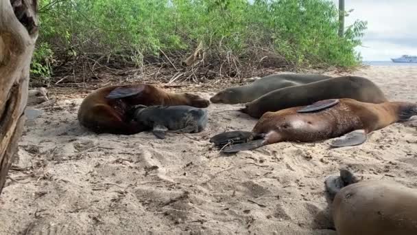 Familjen Sjölejon Sover Och Kopplar Playa Oro Beach San Cristobel — Stockvideo