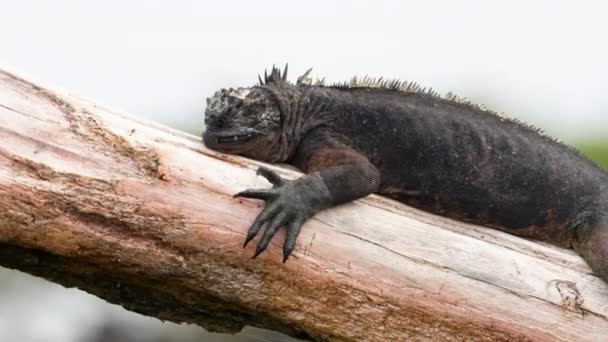 Close View Galapagos Marine Iguana Santa Cruz Basking Tree Trunk — Wideo stockowe