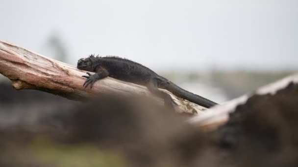 Single Galapagos Marine Iguana Santa Cruz Relaxing Tree Trunk Background — Stok video