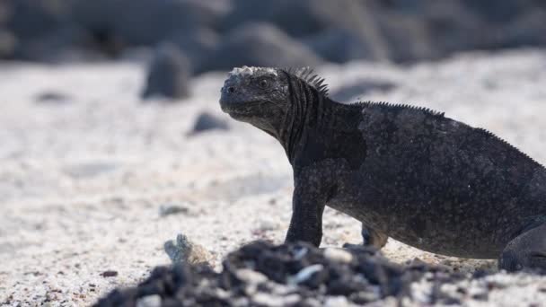 Marina Iguana Standing Sandy Beach Galapagos Looking Low Angle — Stok Video