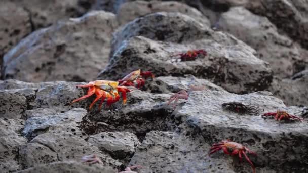 Sally Lightfoot Crabs Lava Rocks Waves Breaking Background Galapagos — Vídeo de Stock