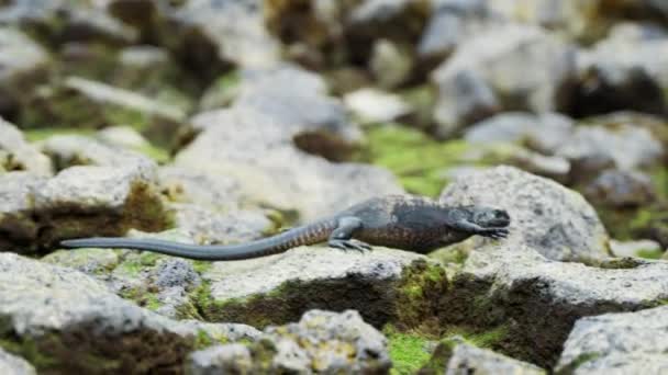 Single Galapagos Marine Iguana Walking Rocks Santa Cruz Tracking Shot — Stok video