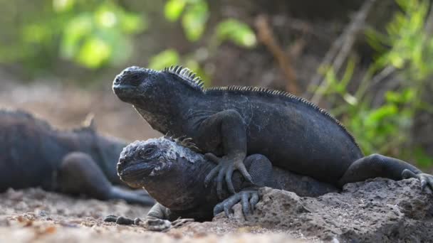 加拉帕戈斯海鬣蜥在地面上的配对 在阳光下互相烘烤 具有Bokeh背景的低角度 — 图库视频影像