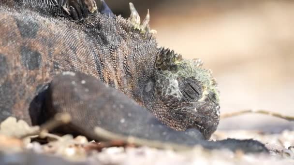 Tutup Galapagos Marine Iguana Opening Right Eye Sementara Basking Sun — Stok Video