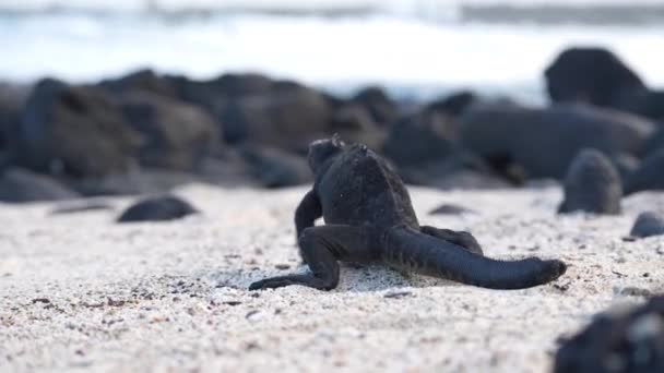 Galapagos Marine Iguana Walking Sandy Beach Rocks Ocean Waves Breaking — 图库视频影像