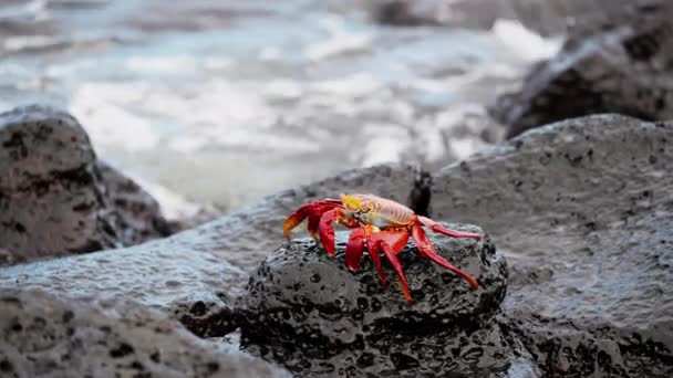 Egyedülálló Red Sally Lightfoot Rák Séta Nedves Lava Rock Galapagos — Stock videók