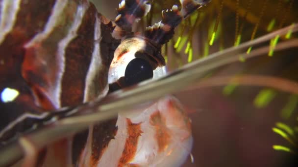 Lionfish Eye Super Close — Wideo stockowe