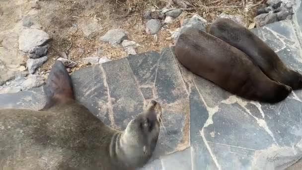 Sea Lions Relaxing Stone Steps Playa Oro San Cristobal Galapagos — Stock video