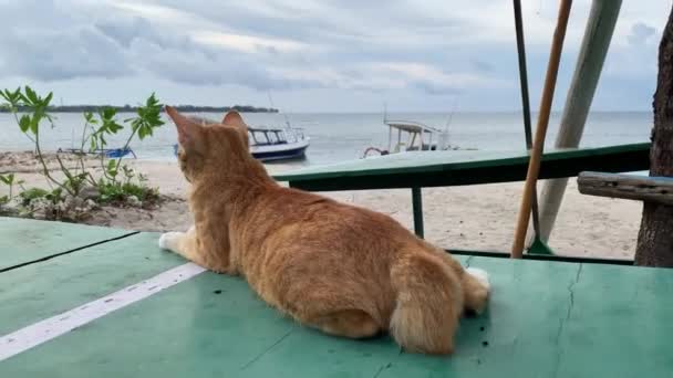 Indonesian Short Tail Cat Sitting Chair Beach Looking Out Sea — ストック動画