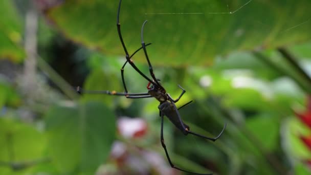 Side View Giant Golden Orb Weaver Spider Spinning Web Defocused — 图库视频影像