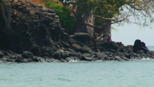 Thick Trunk Rare Baobab Tree Growing Beach Sao Tome Principe — Stock Video