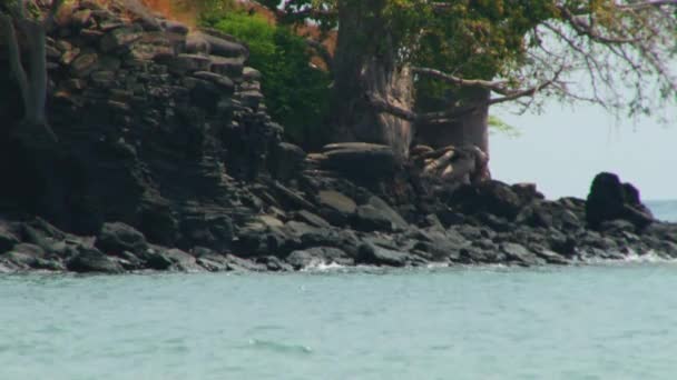 Thick Trunk Rare Baobab Tree Growing Beach Sao Tome Principe — Stock video