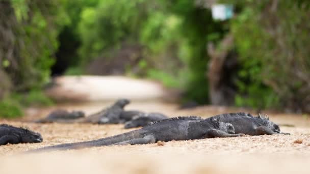 Galapagos Marine Iguanas Basking Middle Footpath Charles Darwin Research Station — Stok video