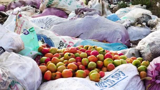 Food Waste Concept Rotten Tomatoes Thrown Pile Sacks Garbage Zoom — 图库视频影像