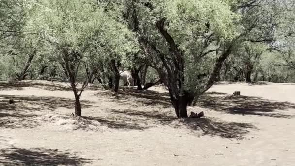 Wild Mustang Stallion Herding Mares Back East Banks Salt River — Video Stock